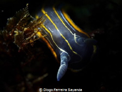 little isopod cleaning polip's tentacles by Diogo Ferreira 
